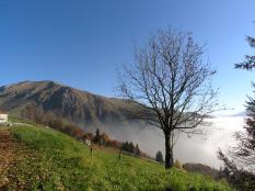 náhled 90962-colle-albero-nebbia-2005-10-28-1600