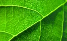 náhled 105143-leaf_01