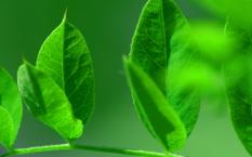 náhled 105144-leaf_02